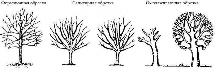 Види обрізування яблуні Види обрізування яблуні