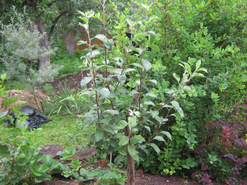 Де садити яблуню Олену Де садити яблуню Олену