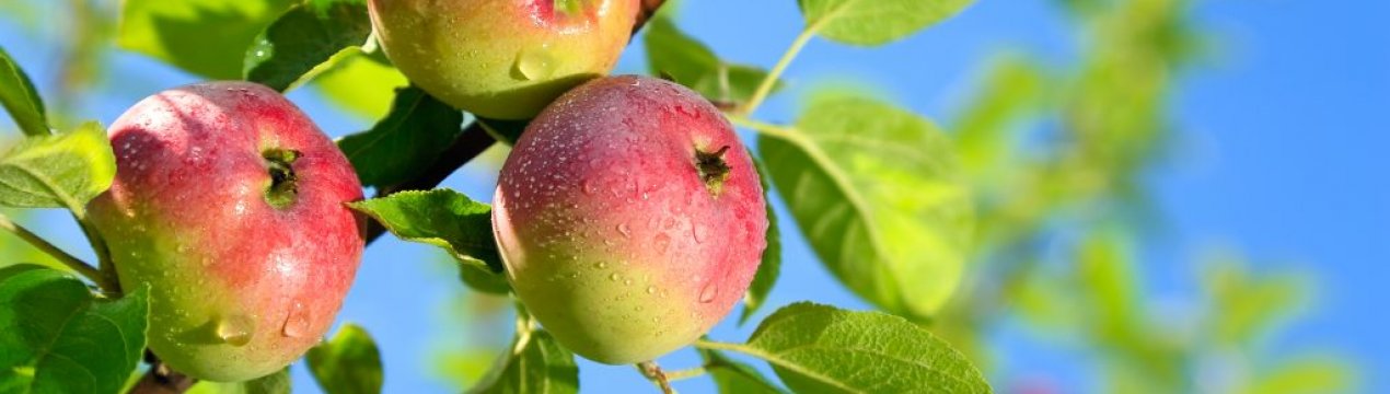 Вирощування і догляд за яблунею сорти Олена