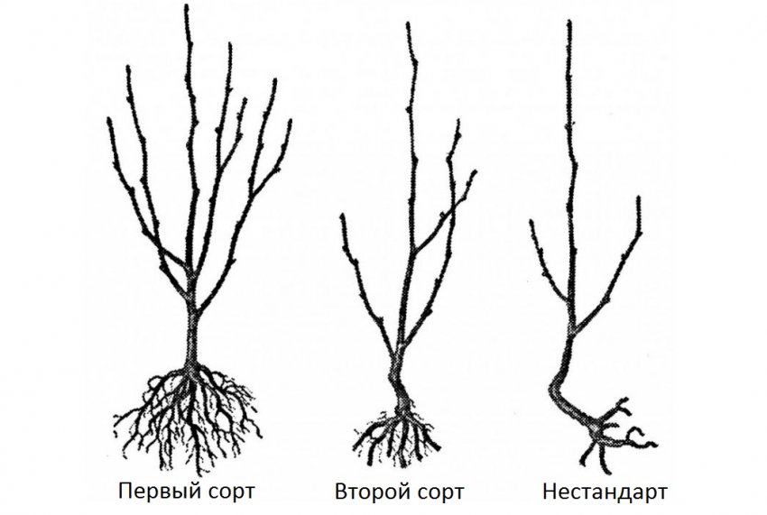Як вибрати саджанець Як вибрати саджанець