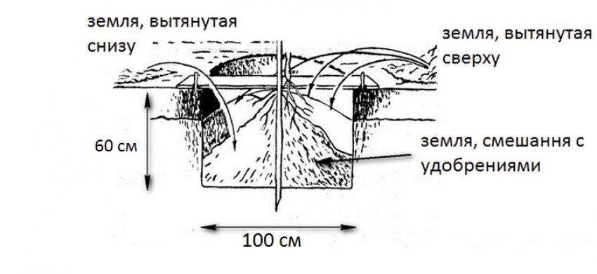 Посадкова яма Посадкова яма
