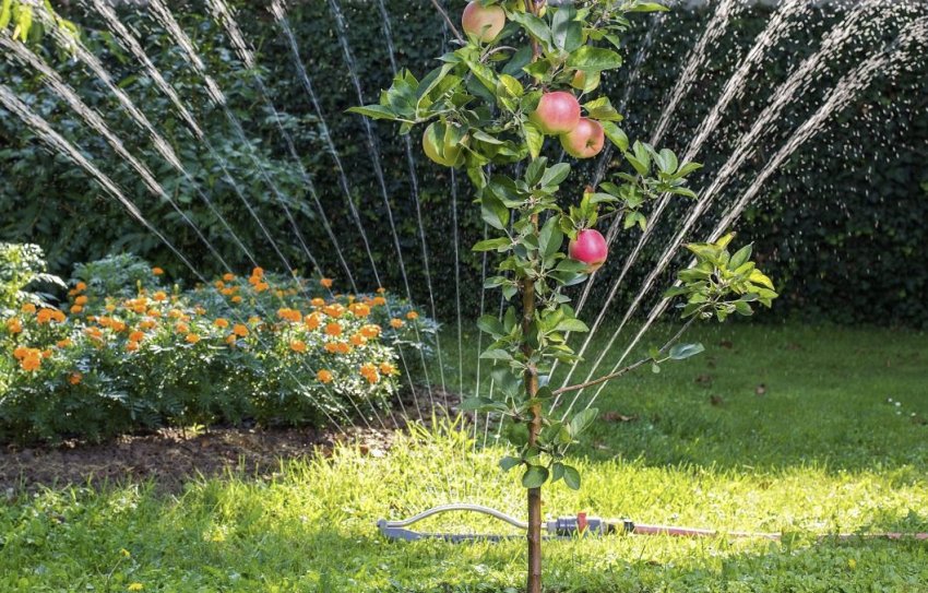 Полив яблуні доождеванием Полив яблуні доождеванием