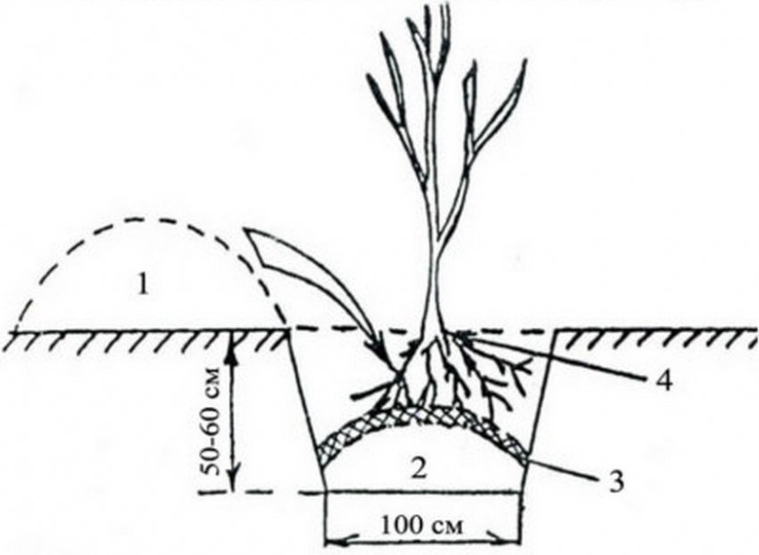 Схема посадки саджанці яблуні Схема посадки саджанці яблуні