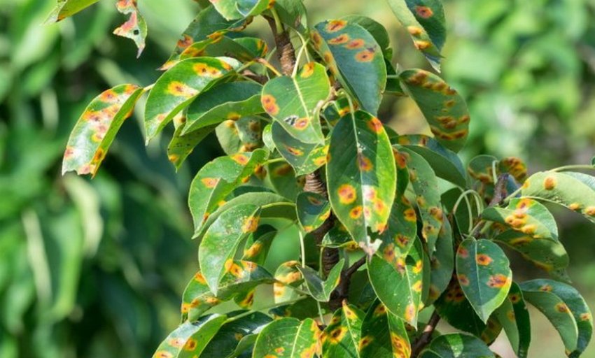 Іржа на листках яблуні Іржа на листках яблуні