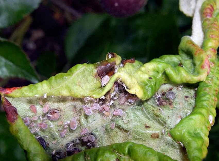 Попелиця на яблуні Попелиця на яблуні