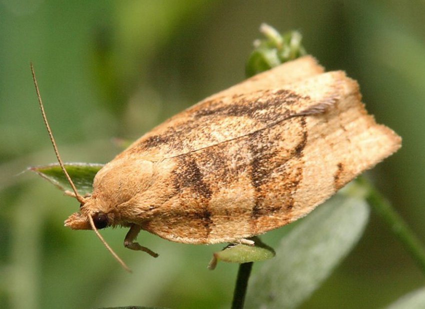 Листовійка Листовійка