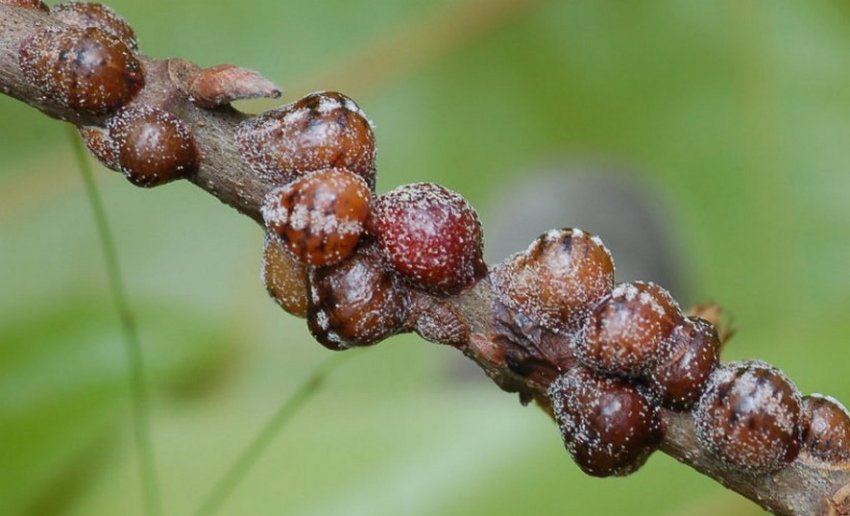 Ложнощитовки Ложнощитовки