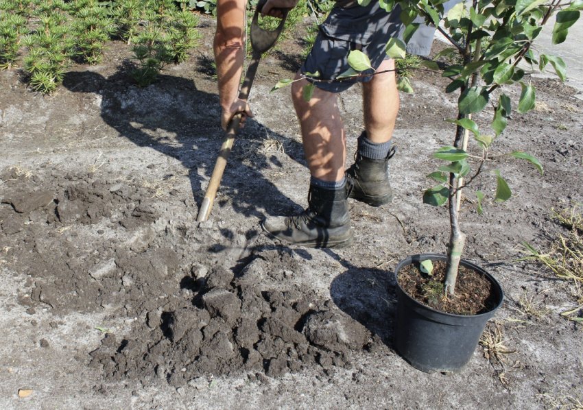 Де садити яблуню Де садити яблуню