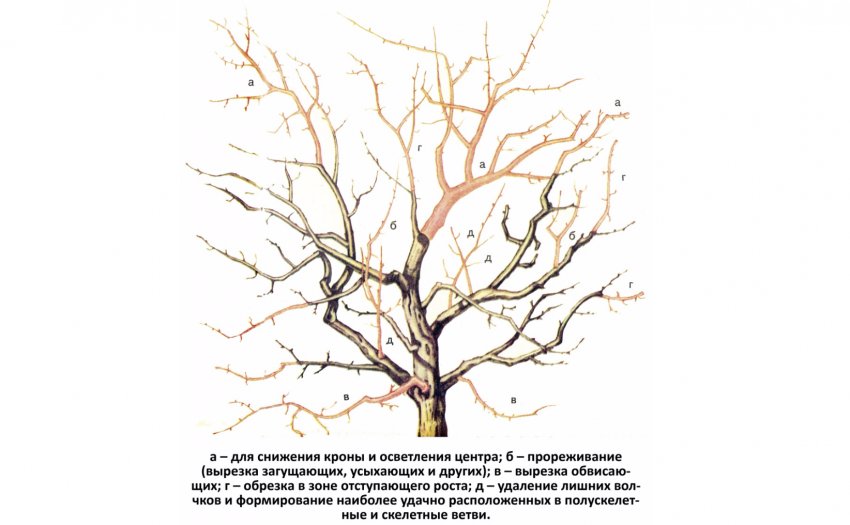 Як провести омолоджуючу обрізку яблуні Як провести омолоджуючу обрізку яблуні