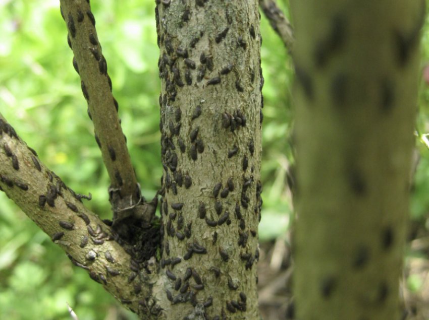 Яблунева щитівка Яблунева щитівка