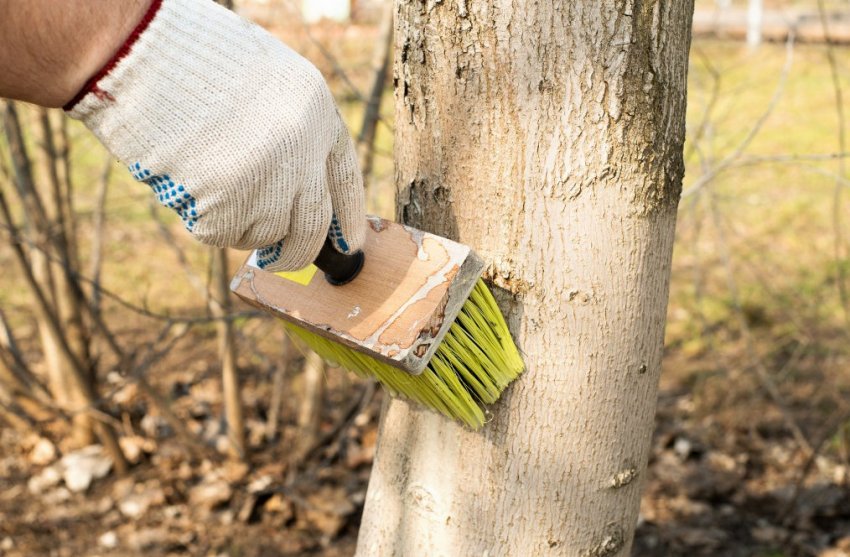 Осіння побілка дерев Осіння побілка дерев