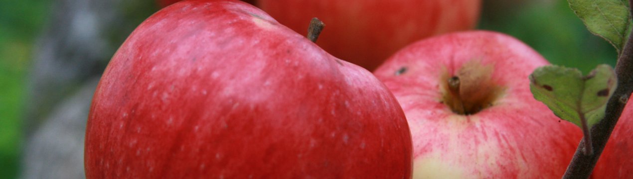 Характеристика та агротехніка вирощування яблуні сорту Штрифель