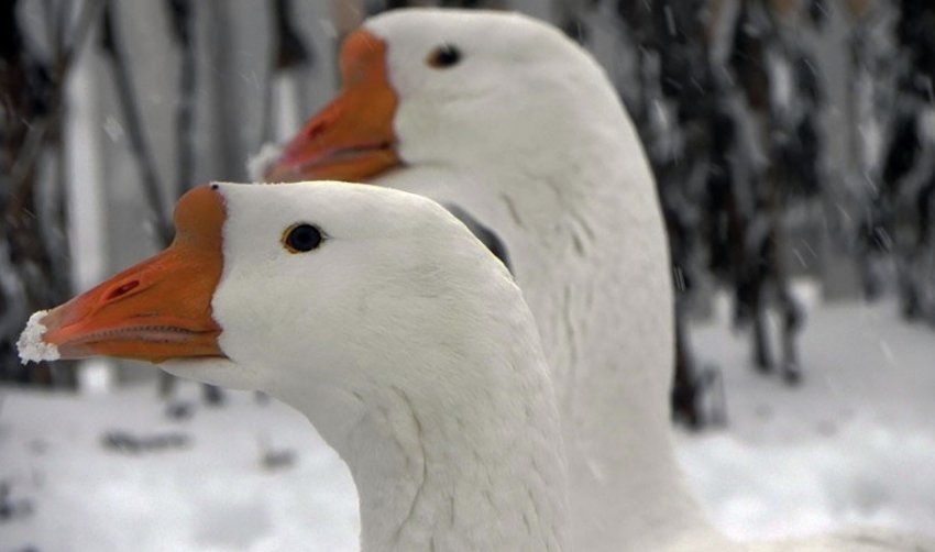 Ліндовская порода Ліндовская порода