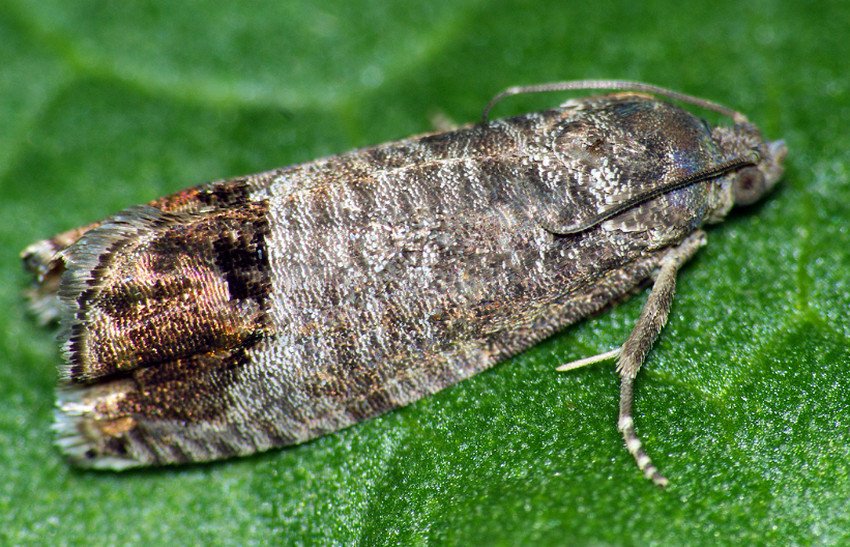 Яблунева плодожерка Яблунева плодожерка