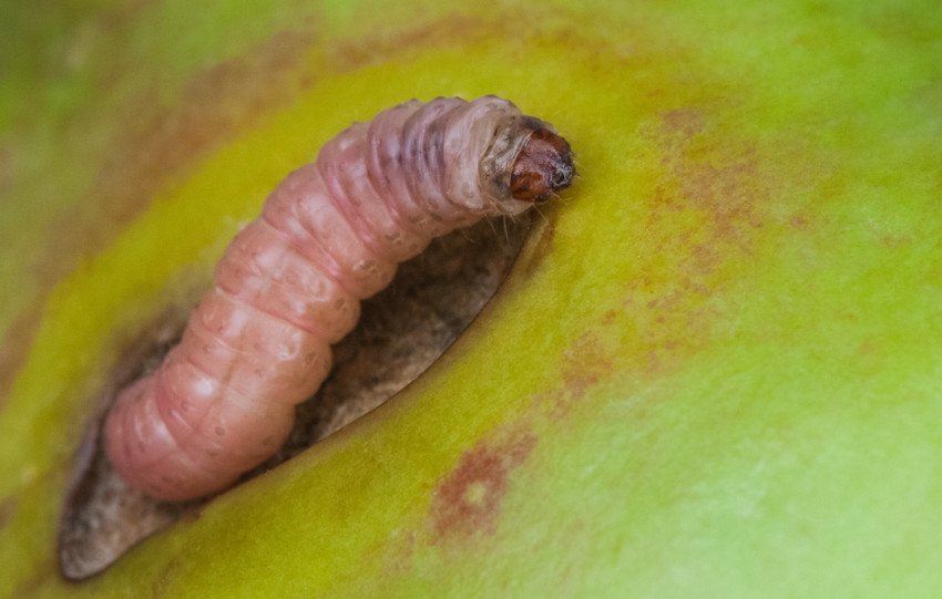 Яблунева плодожерка Яблунева плодожерка