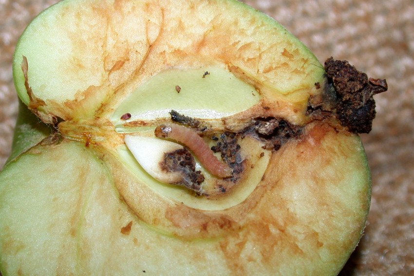 Яблунева плодожерка Яблунева плодожерка