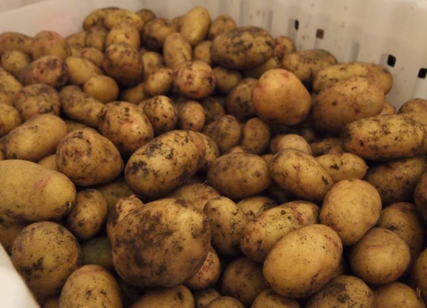 Насіннєву картоплю Насіннєву картоплю