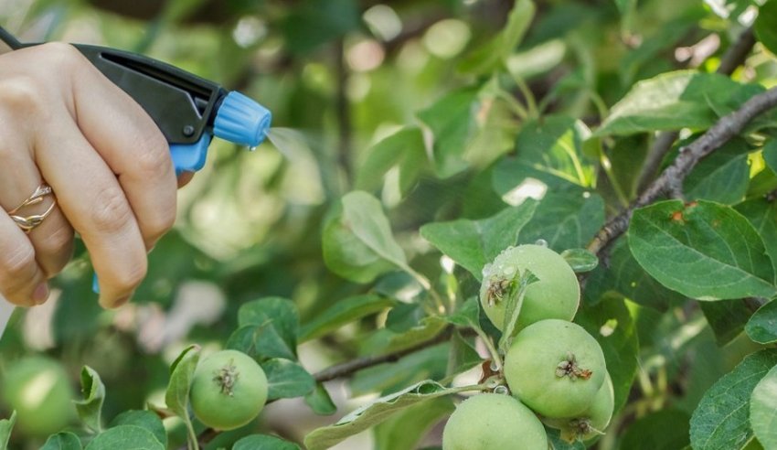 Обробка яблуні Обробка яблуні