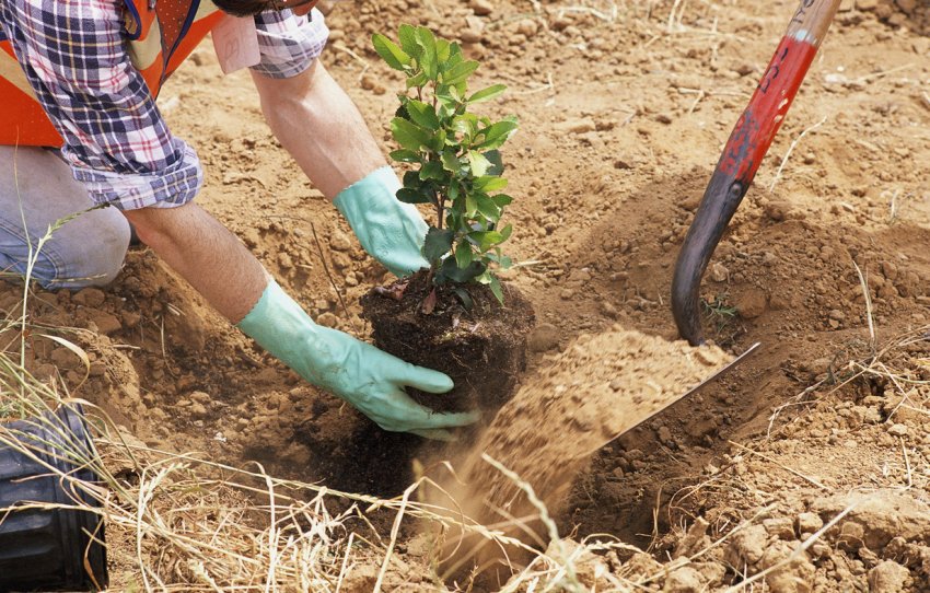 Висаджування рослини Висаджування рослини