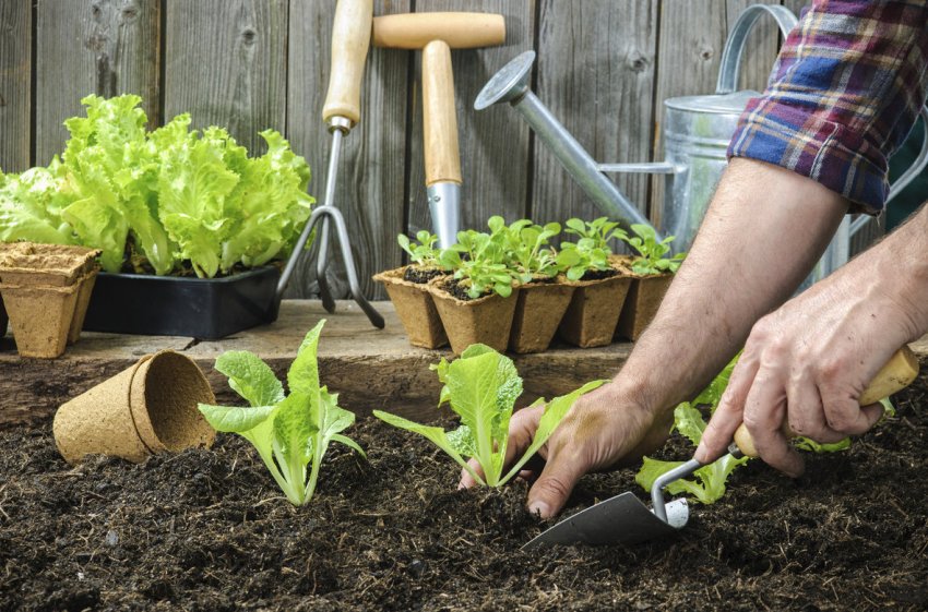 Садіння городніх культур. Садіння городніх культур.