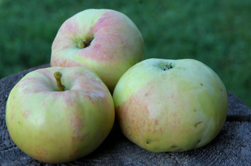 Яблуня Орловим Яблуня Орловим