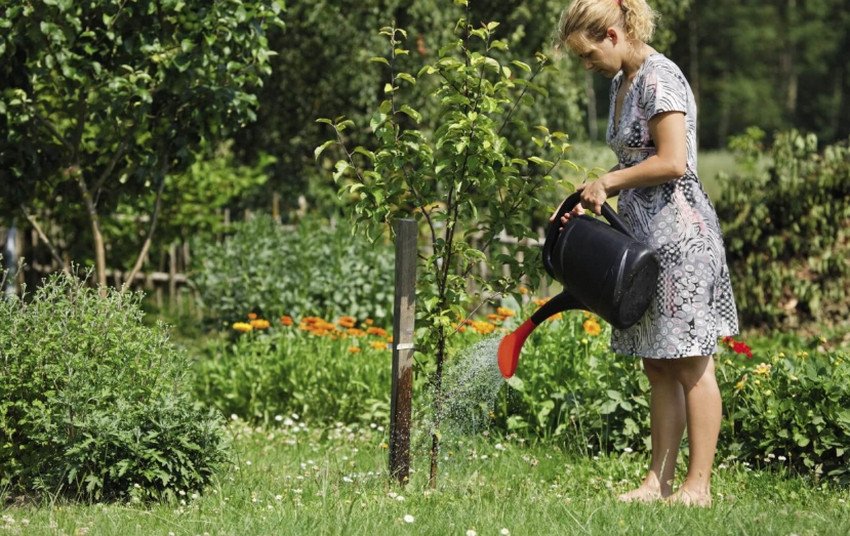 Полив яблуні Полив яблуні