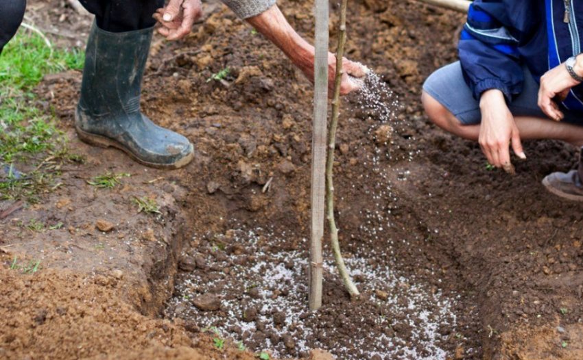 Підживлення яблуні Підживлення яблуні