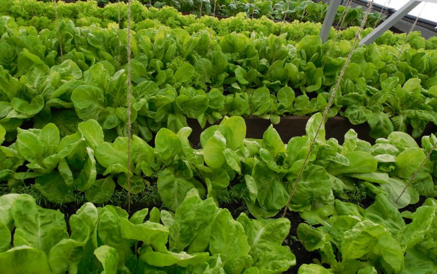 Вирощування листової зелені в теплиці