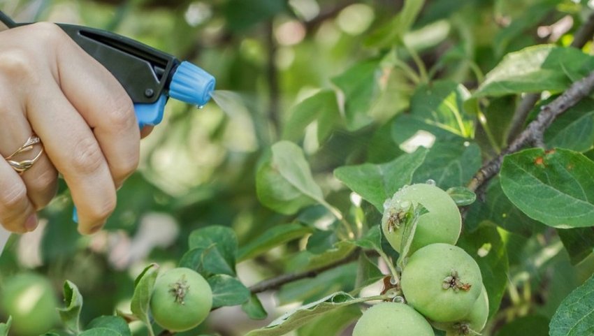 Обробка яблуні Обробка яблуні