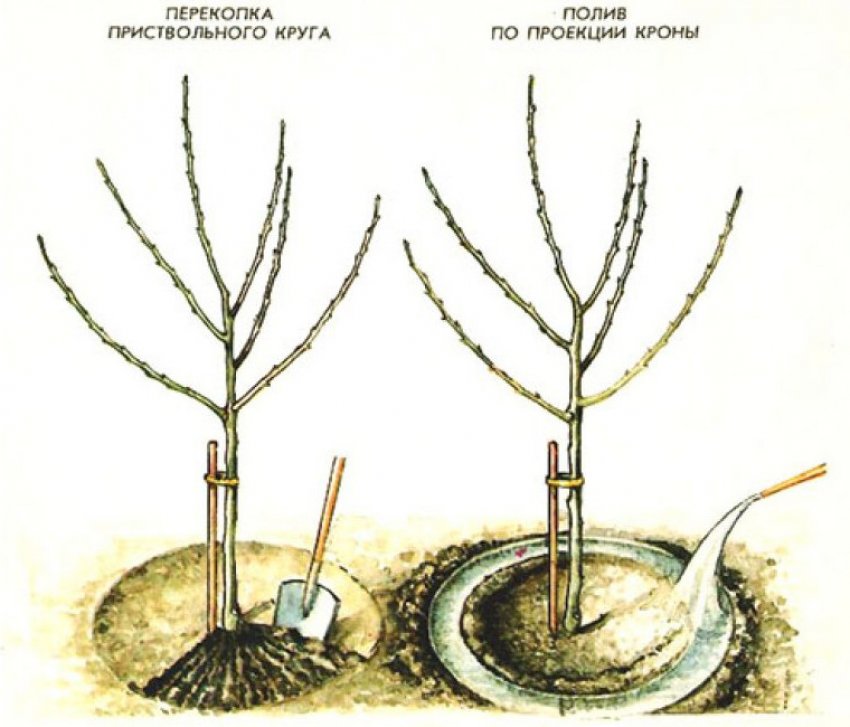 Полив яблуні