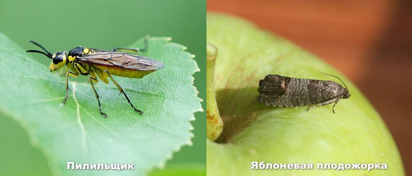Шкідники яблуні Шкідники яблуні