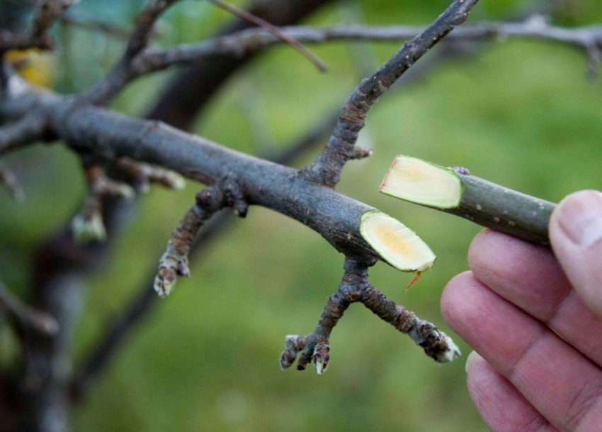 Щеплення плодових дерев Щеплення плодових дерев