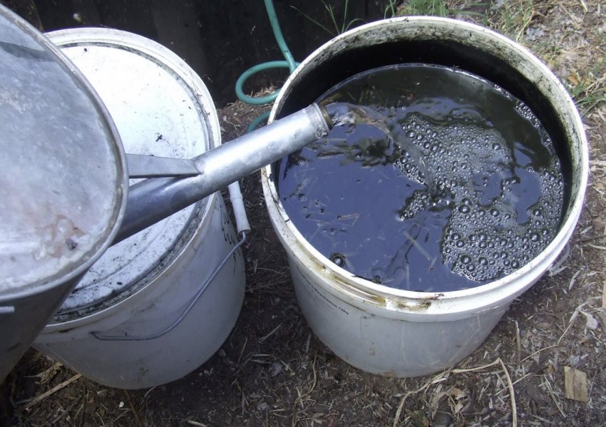 Гній з водою для удобрення яблуні Гній з водою для удобрення яблуні