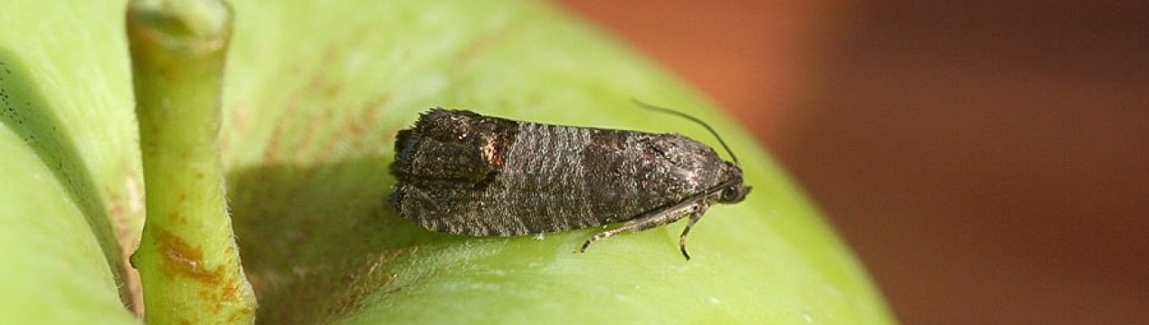 Яблунева плодожерка: методи, засоби і препарати для боротьби зі шкідником