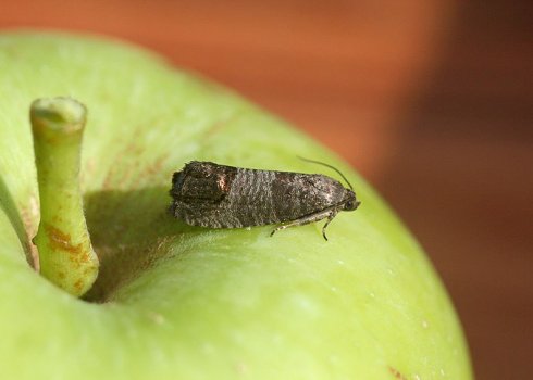 Яблонная плодожорка: методы, средства и препараты для борьбы с вредителем