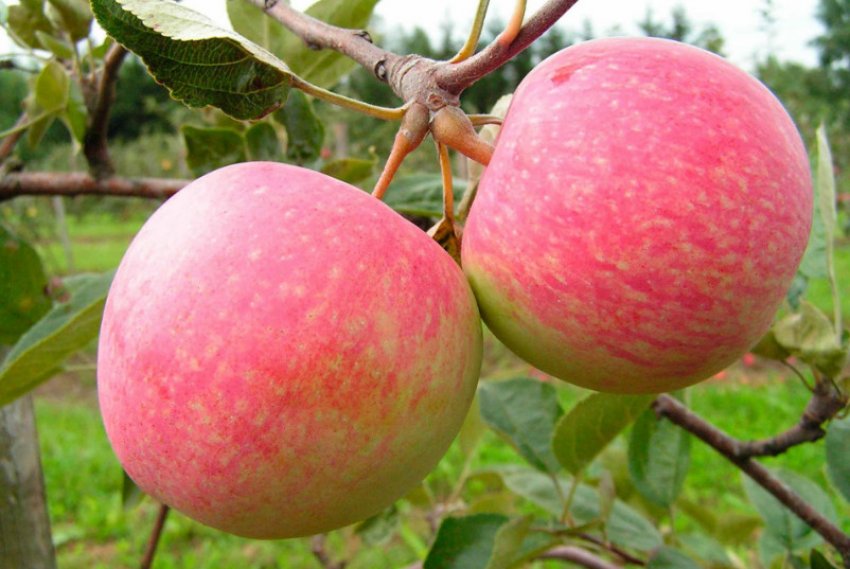 Грушівка московська