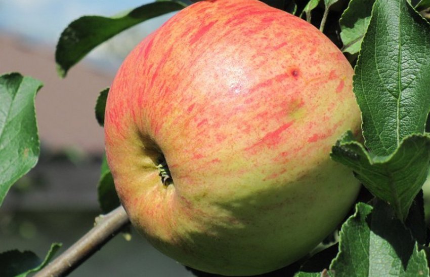 Грушівка рання