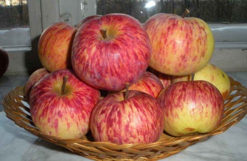 Грушівка зимова