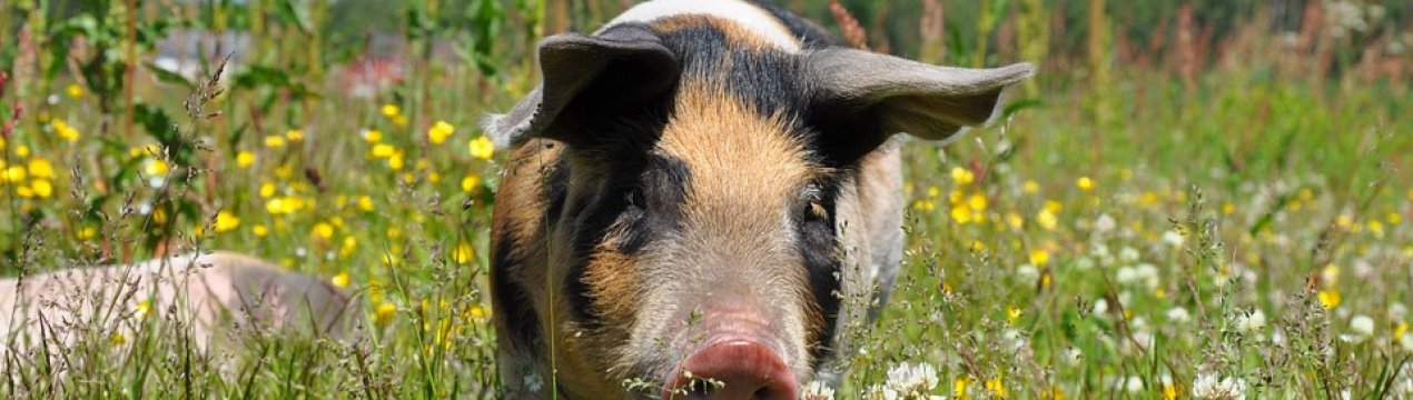 В Україні почалася масова реєстрація худоби