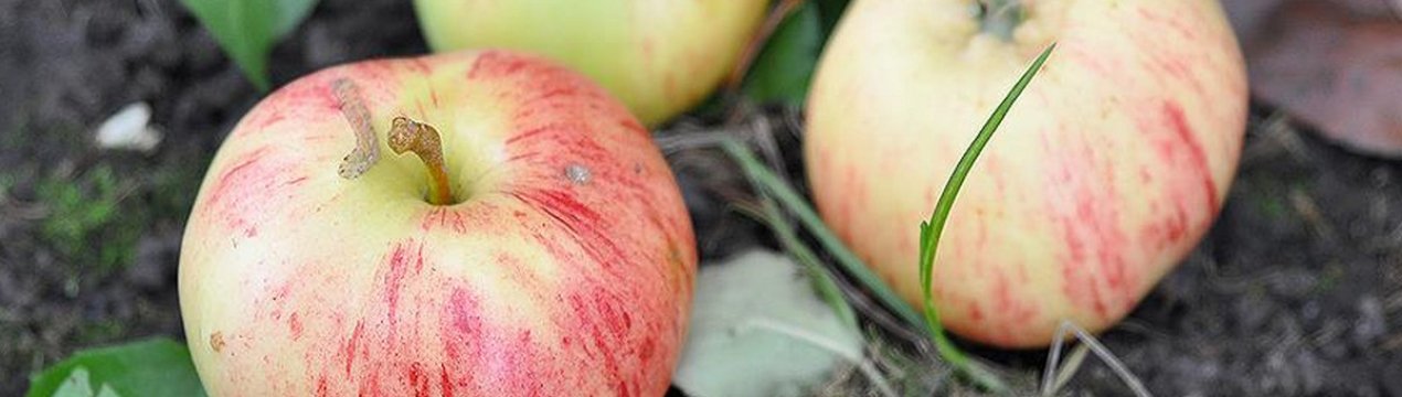 Особливості сорту яблук Коричне смугасте