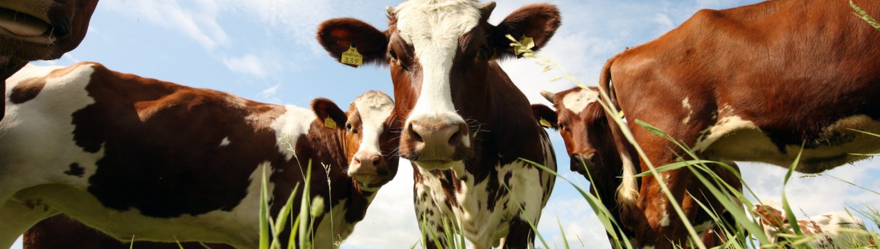 Башкирські корови пригостять росіян «Особливим продуктом»