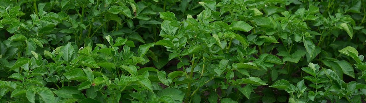 Українські аграрії збільшують посівні площі під картоплею