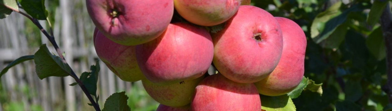 Розовый отзывы фото. Яблоня сорт ВЭМ розовый. Аркад Бирюкова яблоня. Яблоня Данила ВЭМ розовый. Яблоня сорт Рэм.