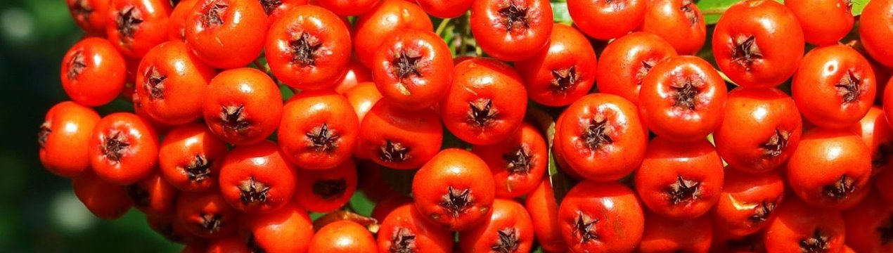 Сладкоплодная горобина показала високу врожайність на Донбасі