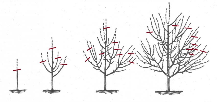 Формування крони яблуні