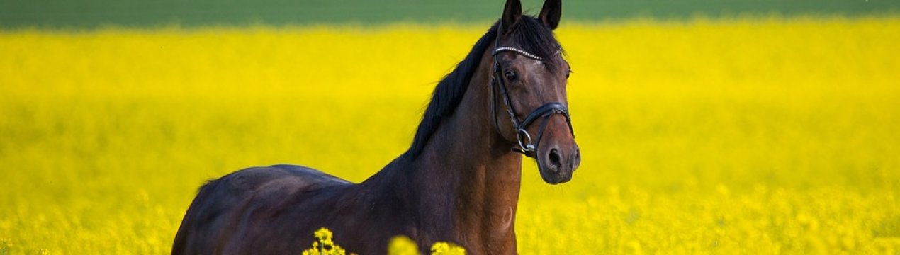 За час незалежності площа кормових культур в Україні скоротився на 85 %