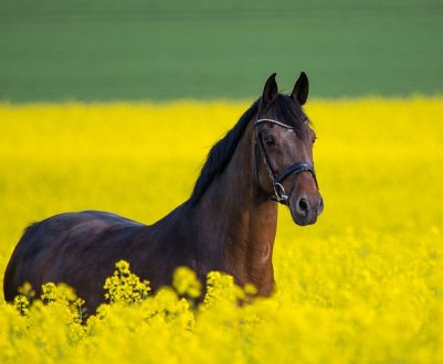 За час незалежності площа кормових культур в Україні скоротився на 85 %
