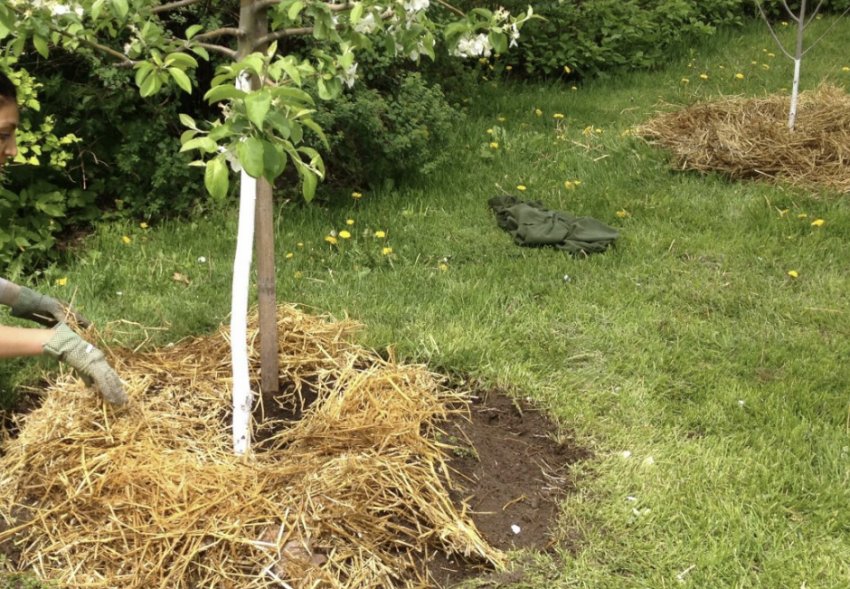 Мульчування пристовбурового кола
