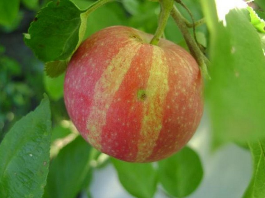 Яблоки Коричные Фото