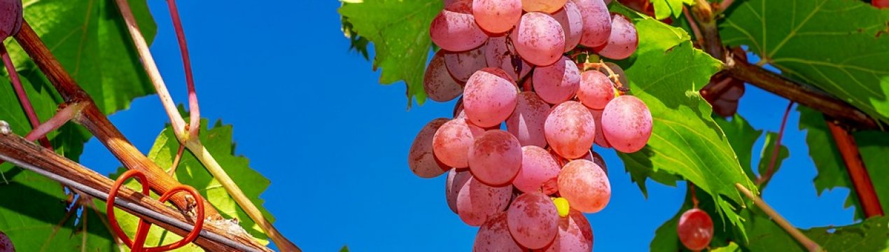 У виноградниках Півдня України з'явилися нові шкідники